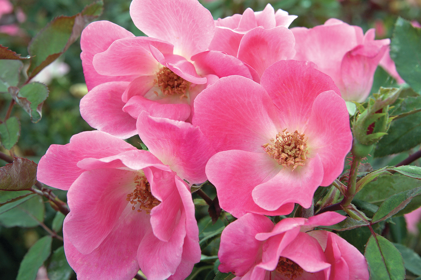 Shrub Rose the Knock Out® Pink