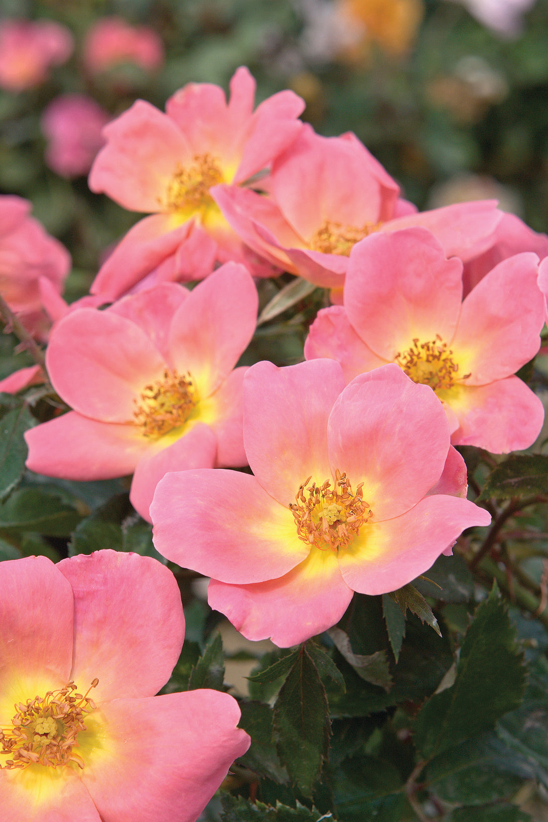 Shrub Rose the Knock Out® Rainbow – Crown Valley Nursery