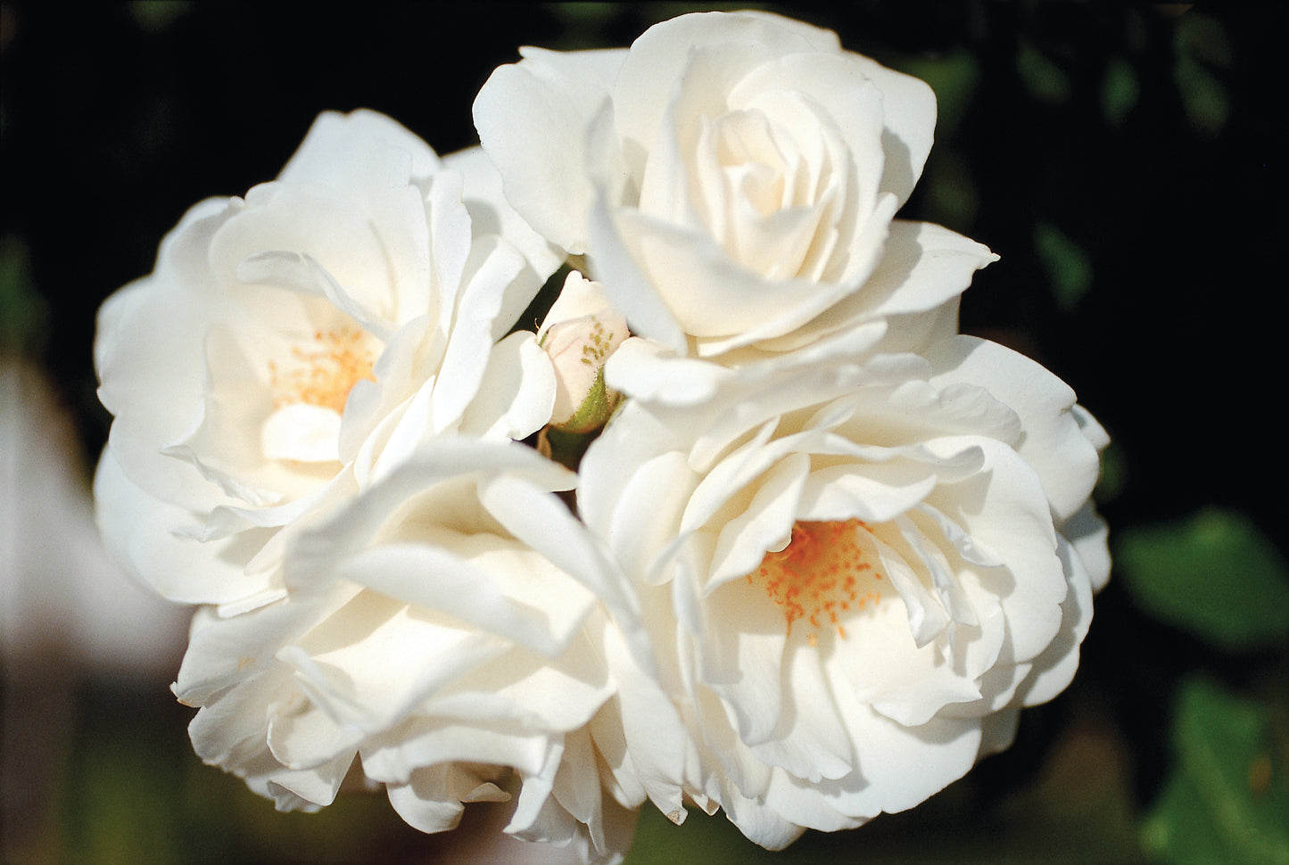 Climbing Iceberg Rose