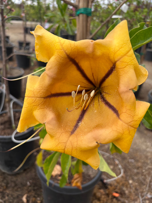 Solandra maxima - Cup of Gold Vine