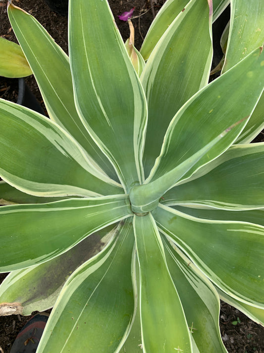 Ray of Light Agave