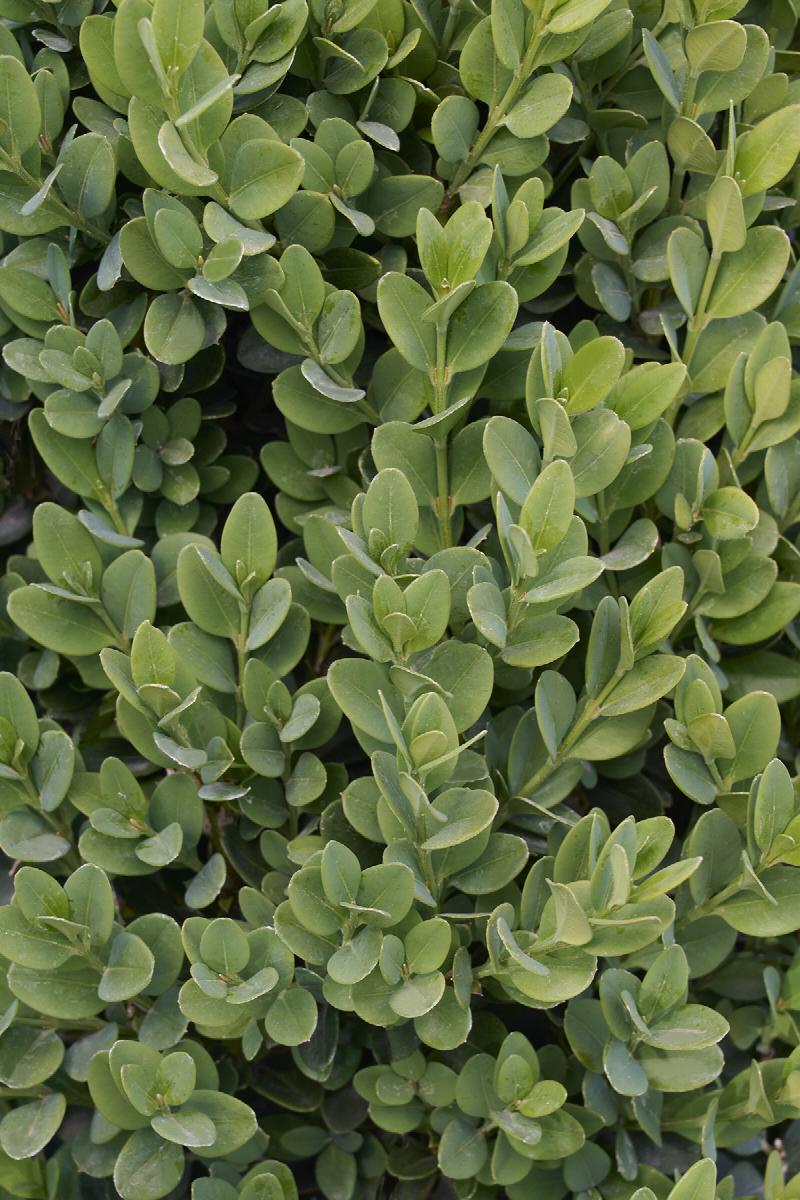 Green Mountain Boxwood