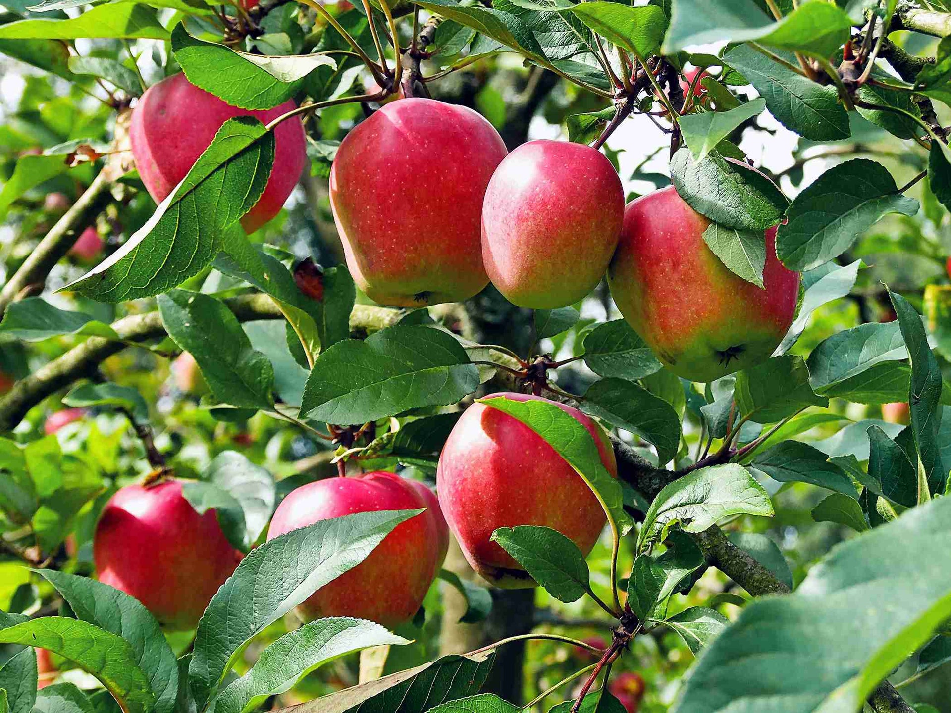 Fuji Red Apple Tree for Sale - Grow Organic