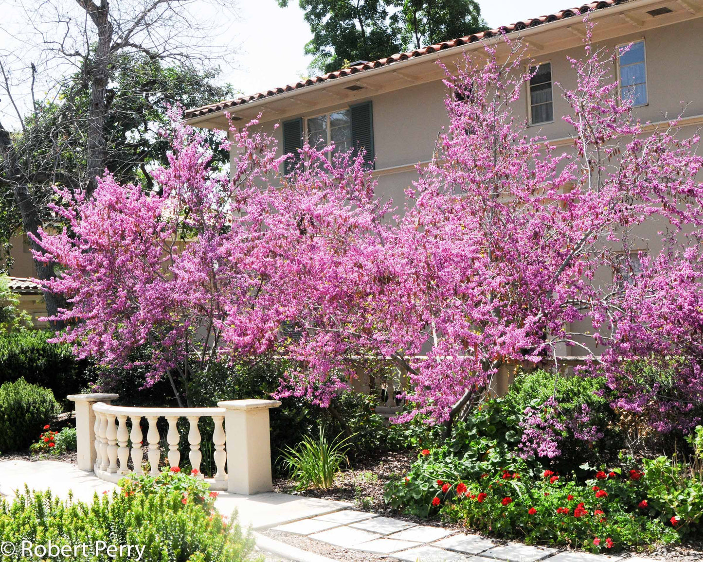 Western Redbud