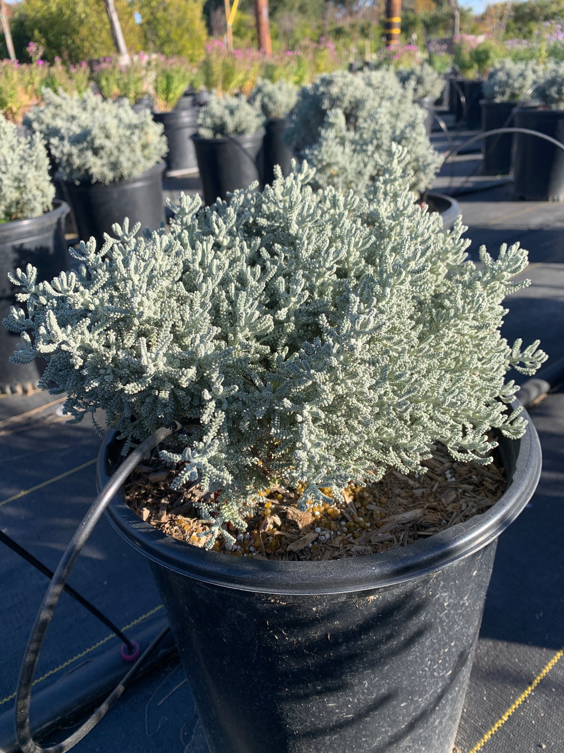 lavender cotton plant Lavender Cotton – Crown Valley Nursery