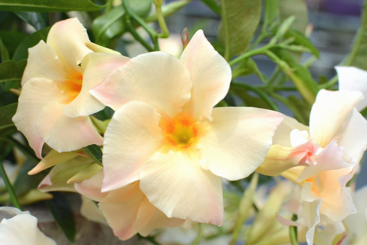 Sun Parasol® Apricot Mandevilla