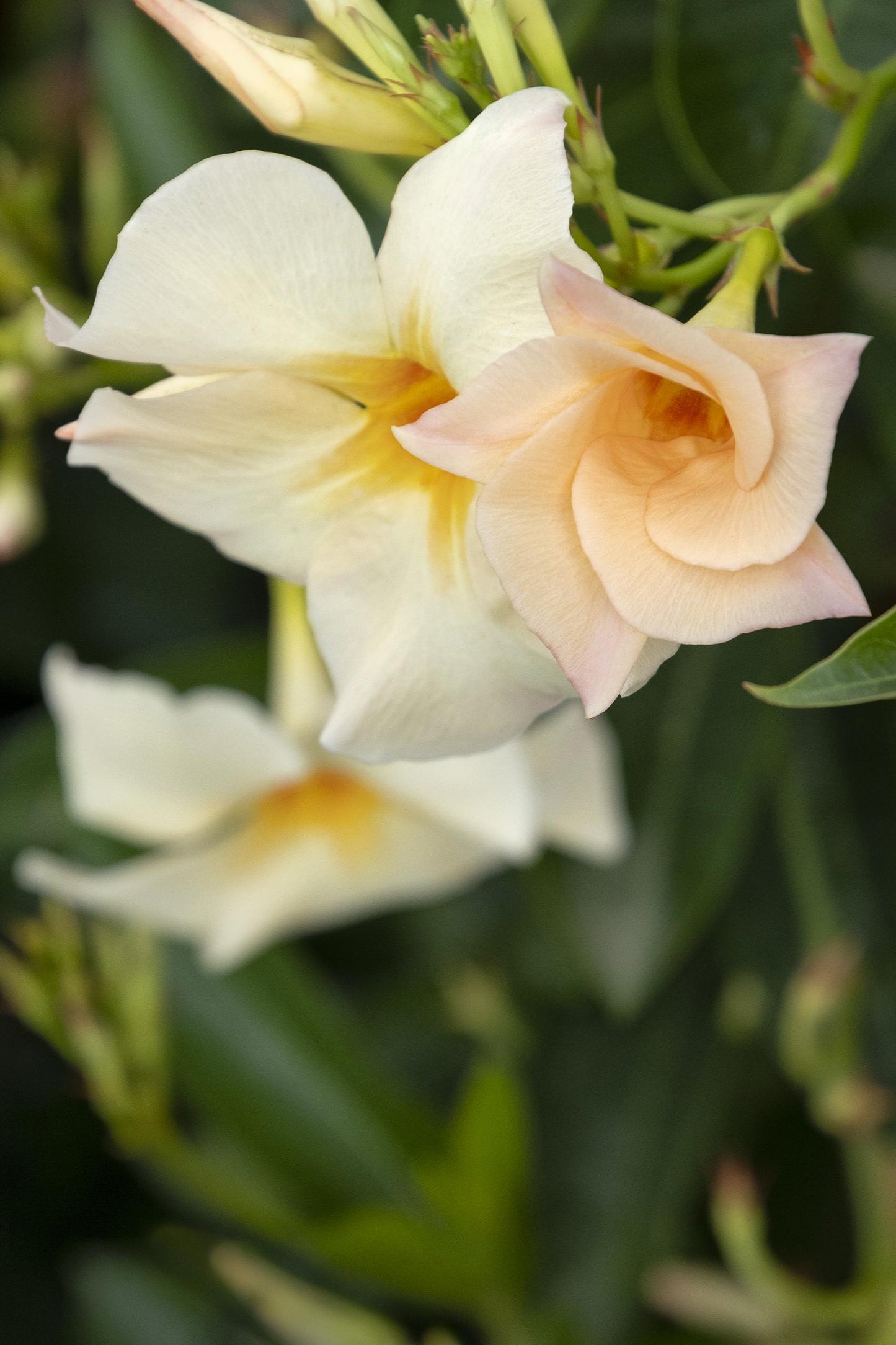 Sun Parasol® Apricot Mandevilla