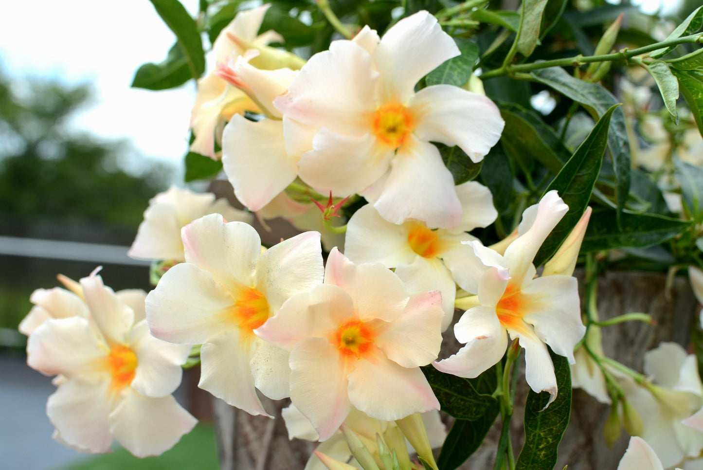 Sun Parasol® Apricot Mandevilla