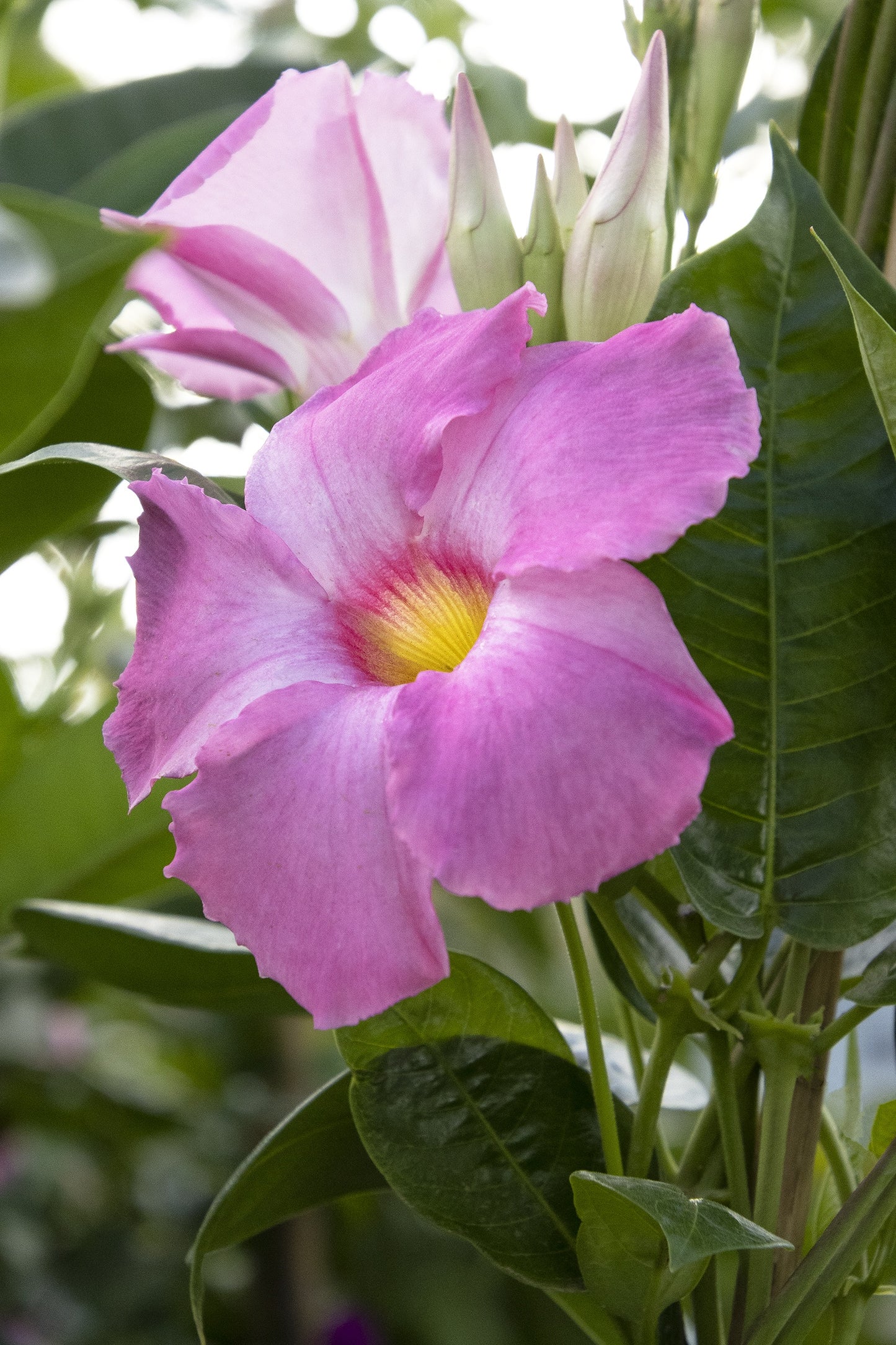 Sun Parasol® Giant Pink Mandevilla