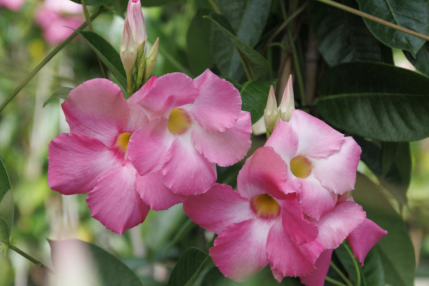 Sun Parasol® Giant Pink Mandevilla