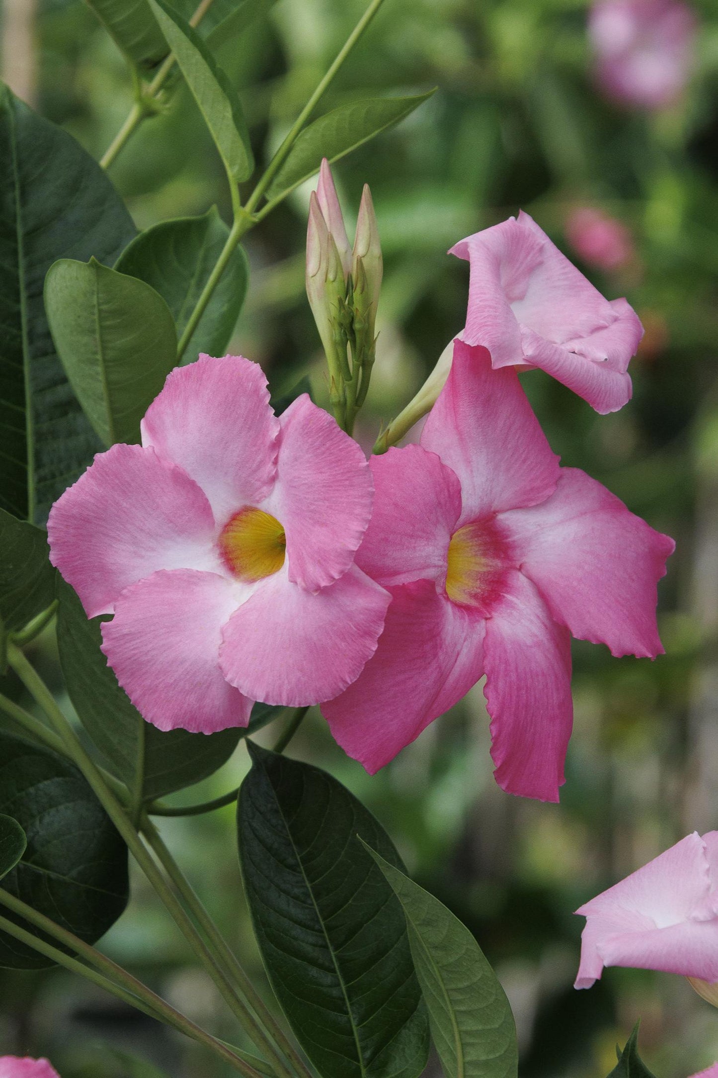 Sun Parasol® Giant Pink Mandevilla