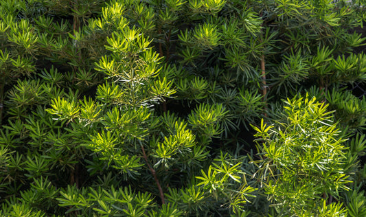 African Fern Pine