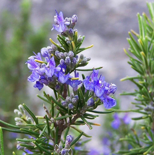 Tuscan Blue Rosemary – Crown Valley Nursery