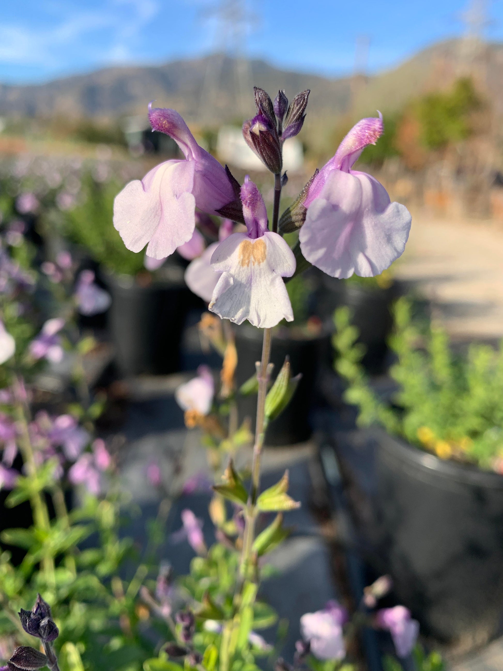 lavender and sage plants Autumn Sage 'Smokin' Lavender' – Crown Valley Nursery