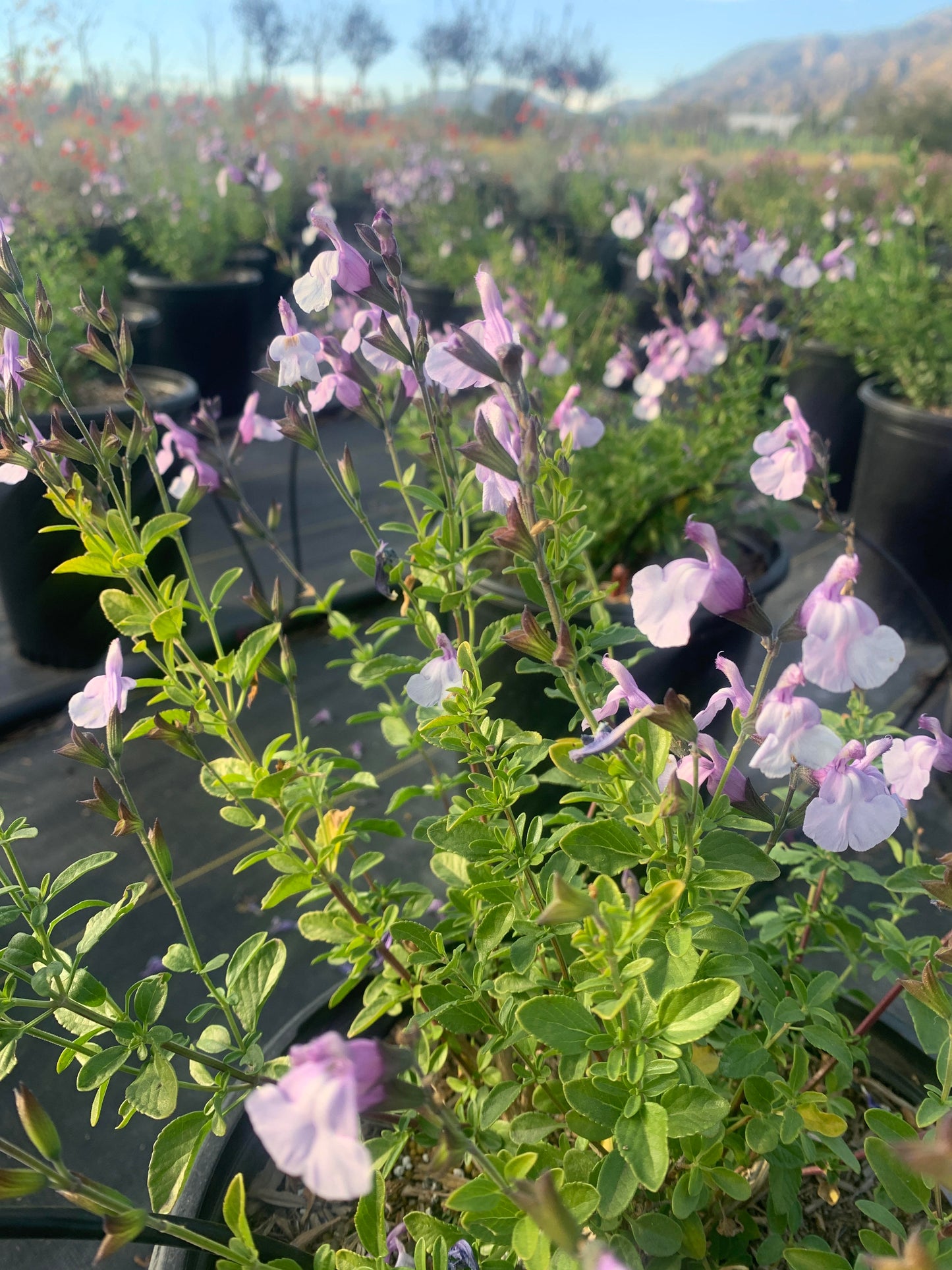 lavender and sage plants Autumn Sage 'Smokin' Lavender' – Crown Valley Nursery