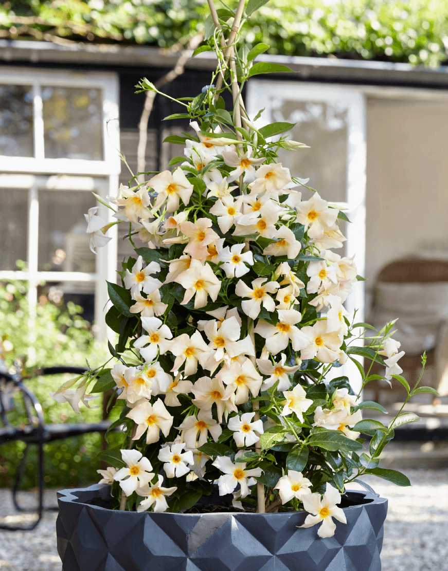 Sun Parasol® Apricot Mandevilla