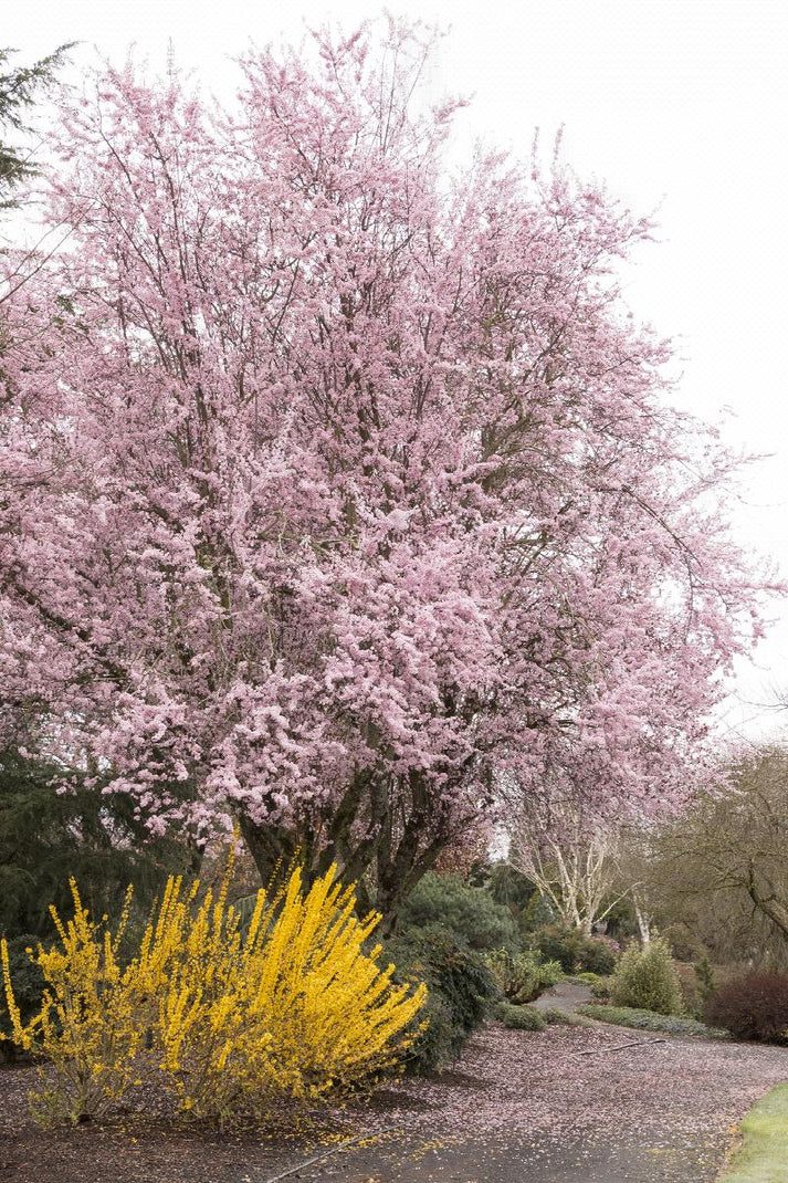 Thundercloud Purple Leaf Plum – Crown Valley Nursery