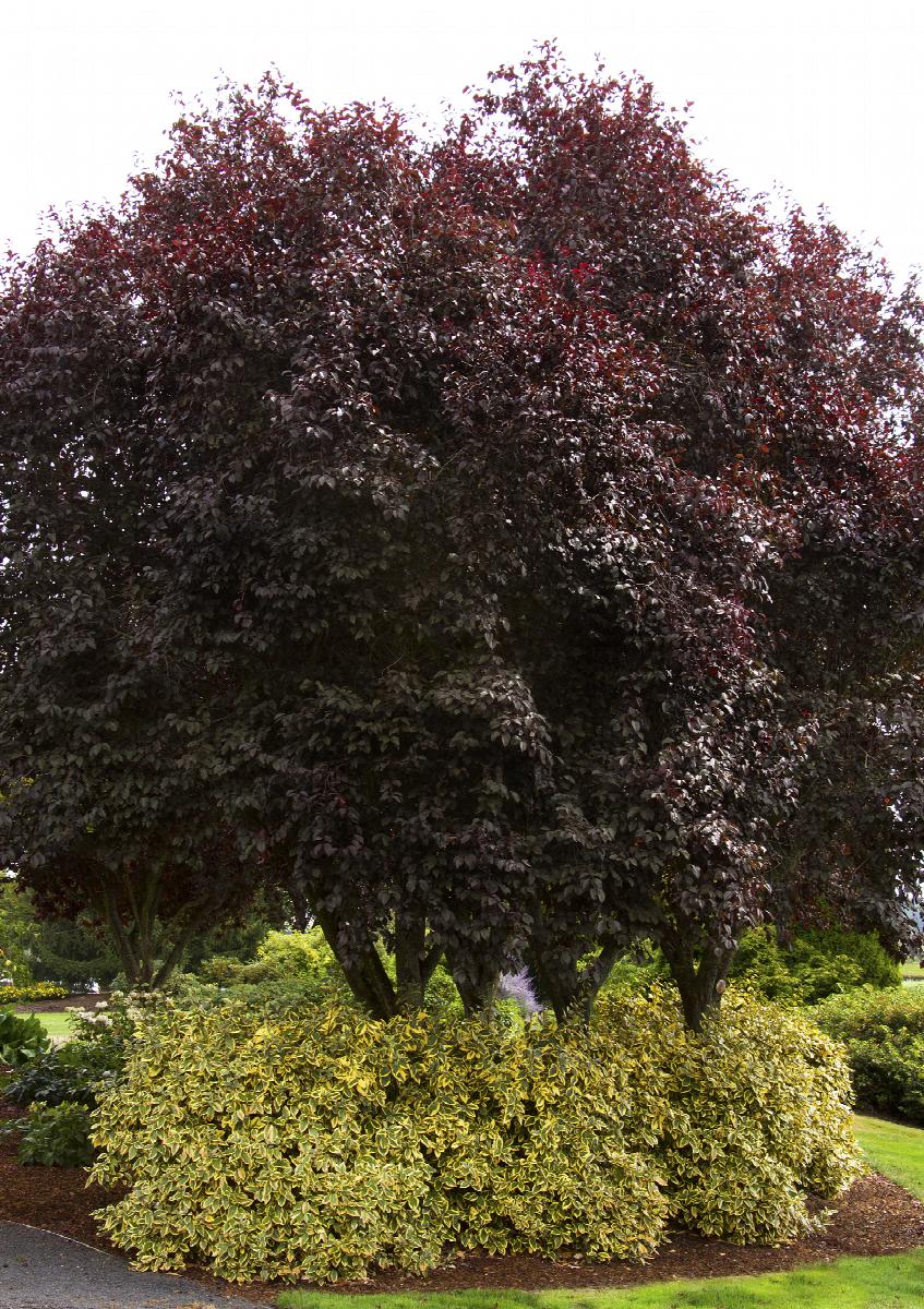 Thundercloud Purple Leaf Plum