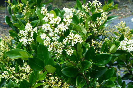 Waxleaf Privet