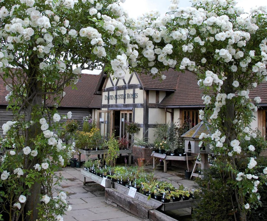 Climbing Iceberg Rose