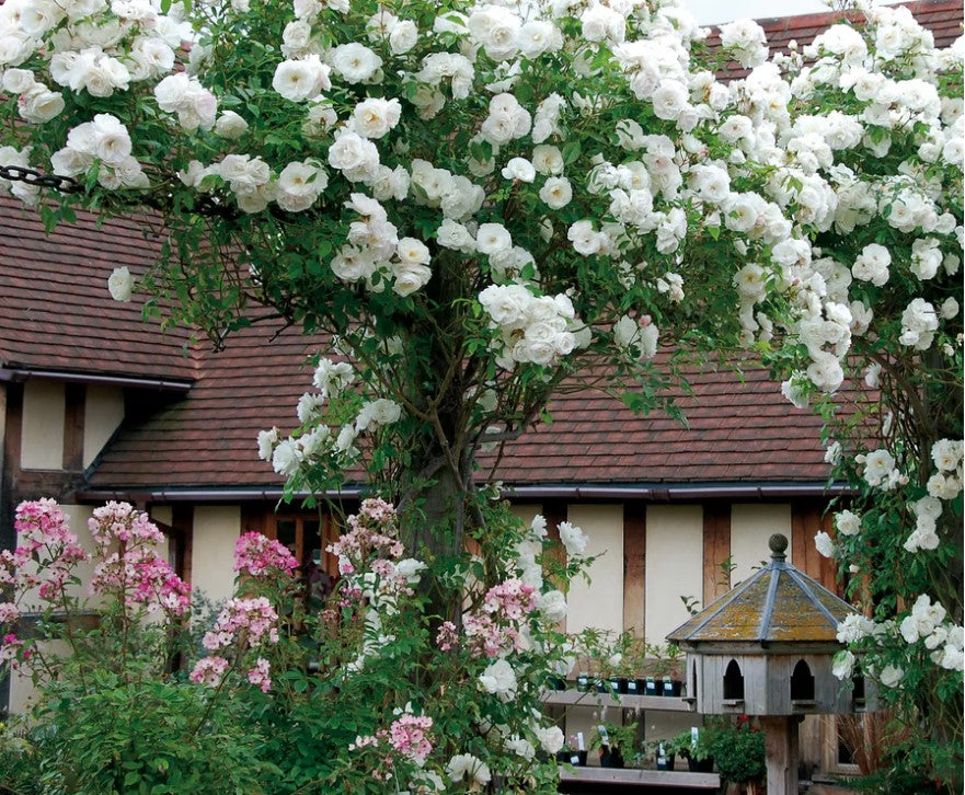 Climbing Iceberg Rose