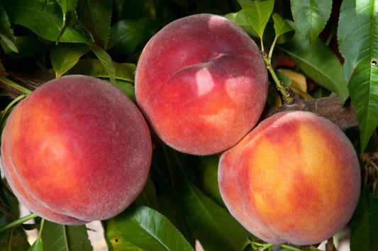 Eva's Pride Peach