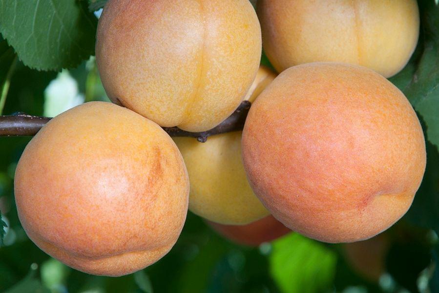 Gold Kist Apricot Crown Valley Nursery