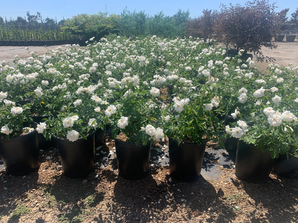 Iceberg Rose 'White' – Crown Valley Nursery