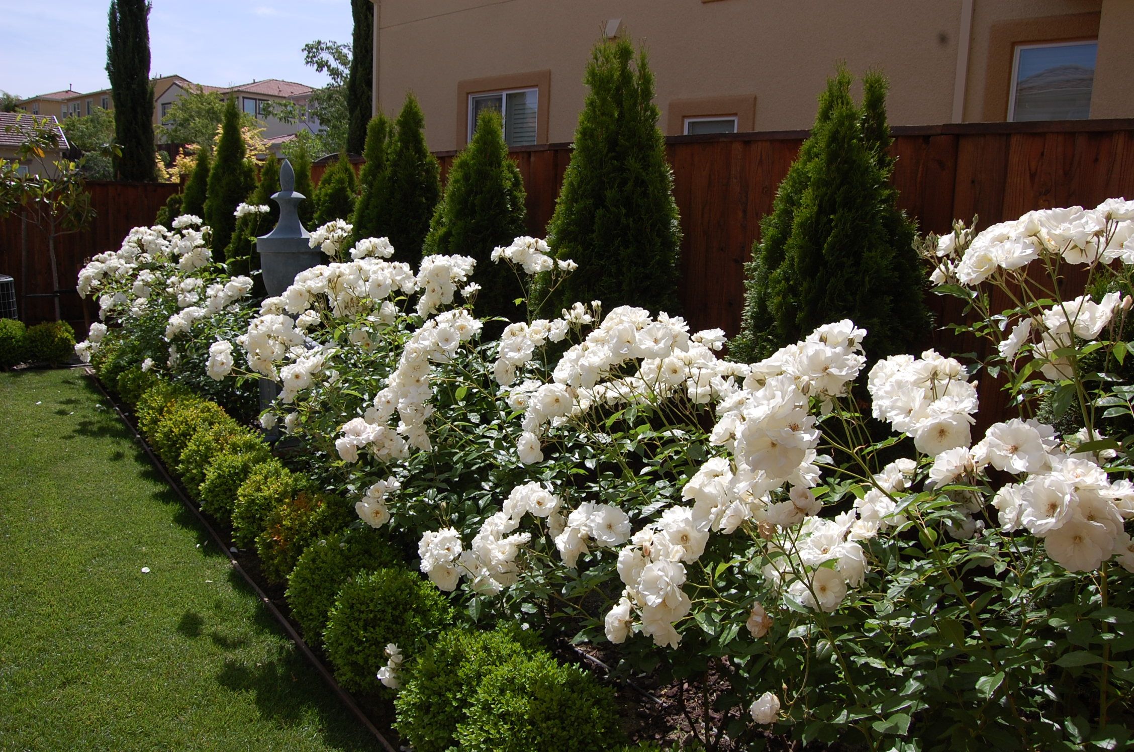 White iceberg online roses