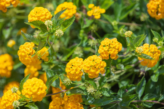 New Gold Lantana