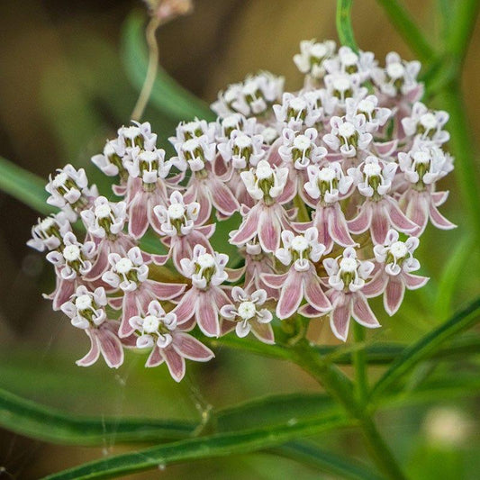 Narrow Leaf Milkweed