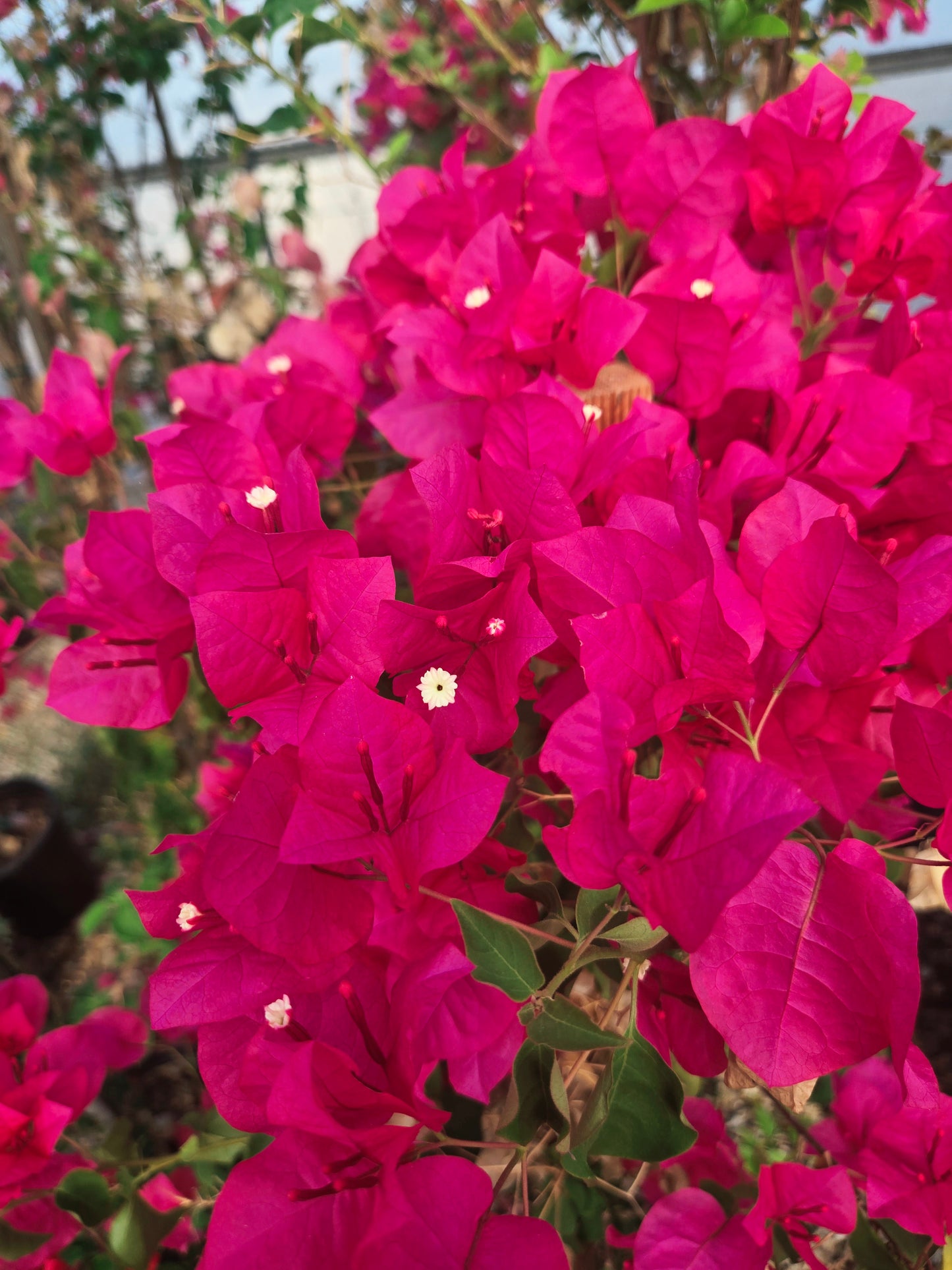 Barbara Karst Bougainvillea