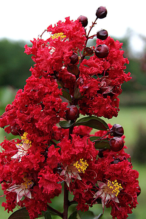 Crape myrtle