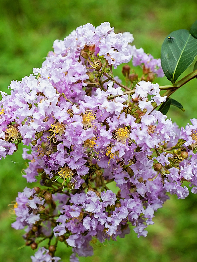 Crape myrtle