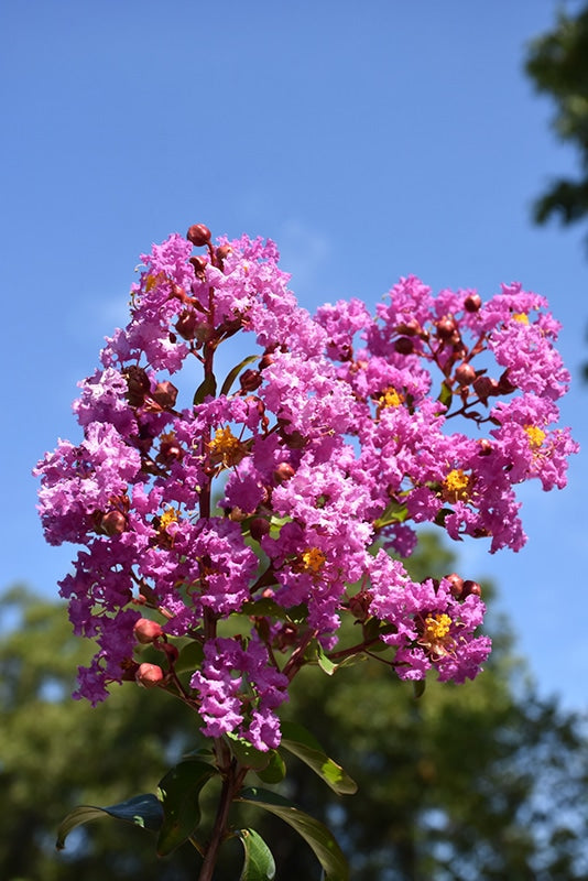 Crape myrtle