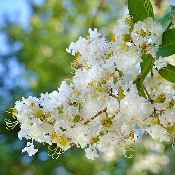 Crape myrtle