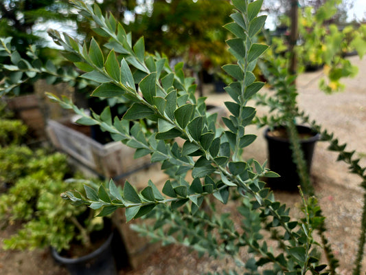 Knife leaf acacia