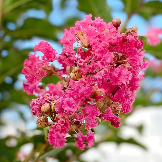 Crape myrtle