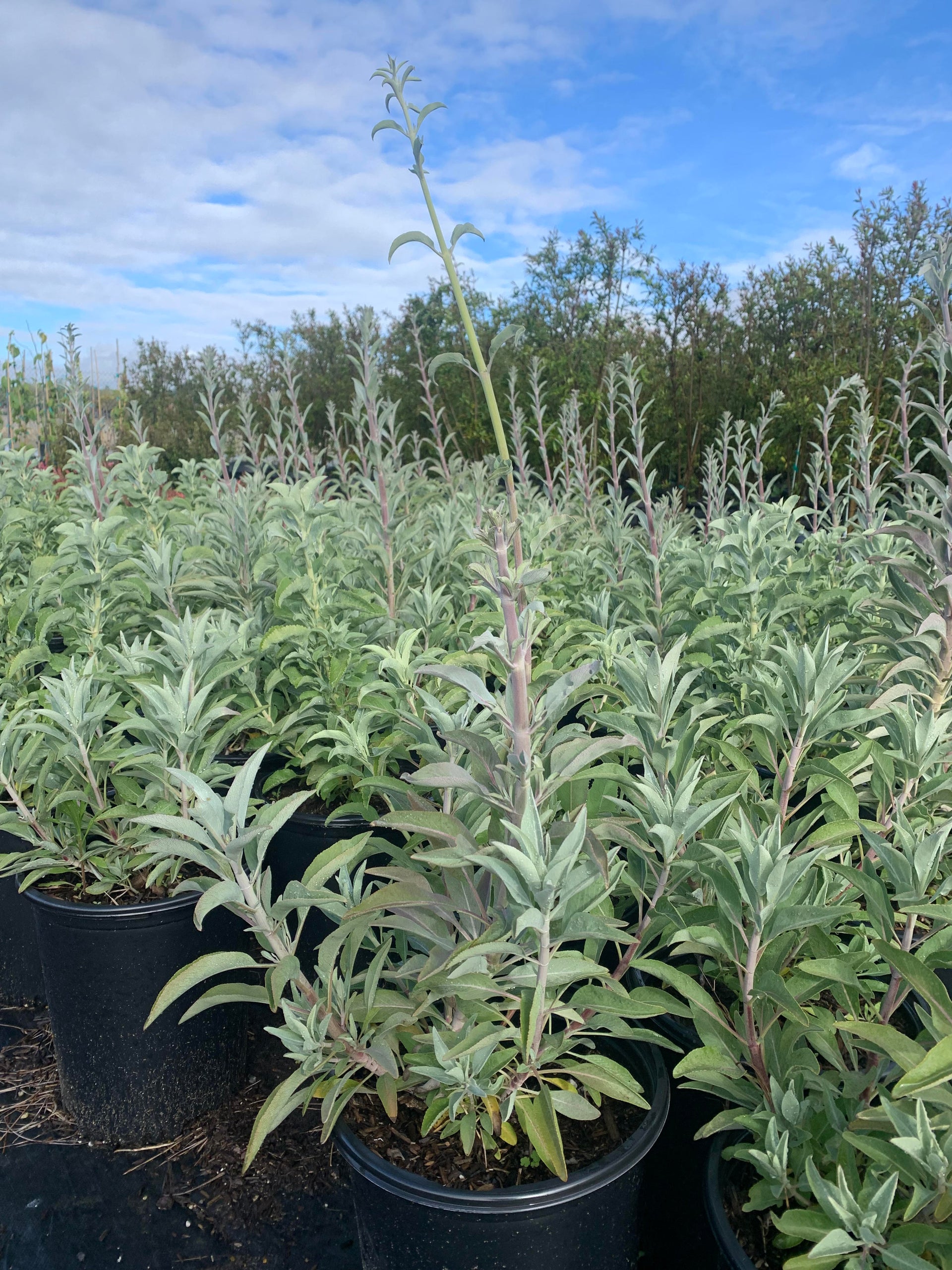 white sage indoor plant White Sage – Crown Valley Nursery